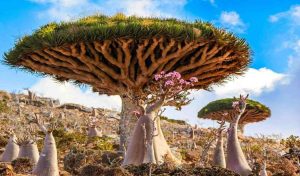 Things To Do On Socotra Island
